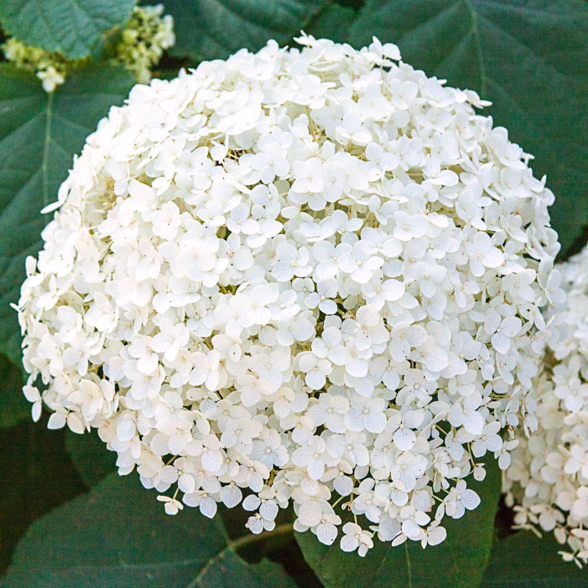 Annabelle Hydrangea Dormant Bare Root Flowering Starter Shrub (1-Pack)