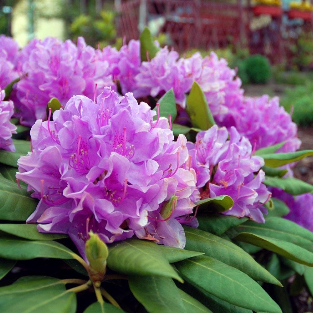 Lavender Rhododendron Shrub