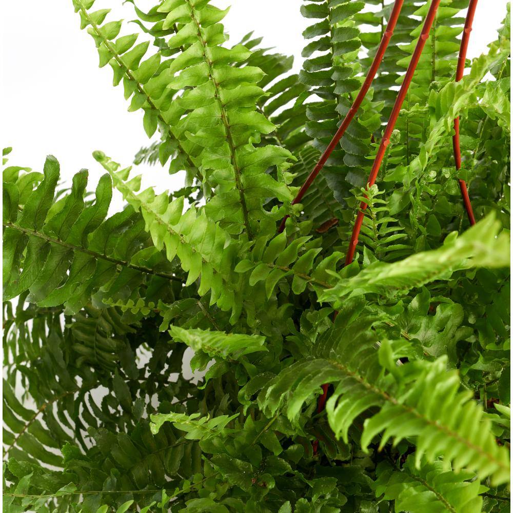 Shop Succulents Nephrolepis Exaltata 'Boston Fern' in 6 in. Grow Pot， Easy to Grow， Indoor/Outdoor Houseplant 1-BOSTON-6