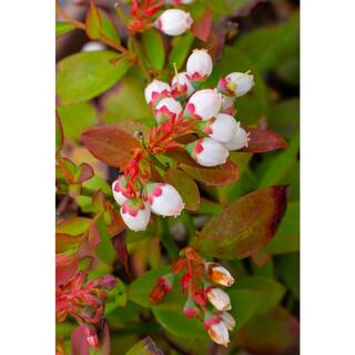BUSHEL AND BERRY 10 in. Bushel and Berry Sapphire Cascade Fruit Bearing Potted Blueberry Plant in Hanging Basket O8924H1