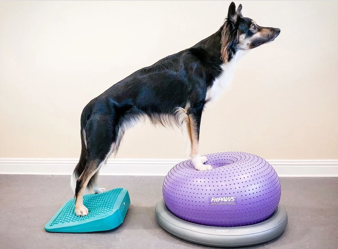 FitPAWS Dog Balancing Ramp