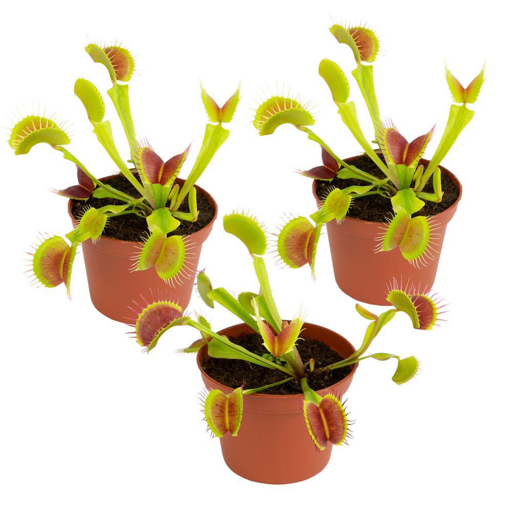 ALTMAN PLANTS 3 in. Venus Flytrap (3-Pack ) 0881352