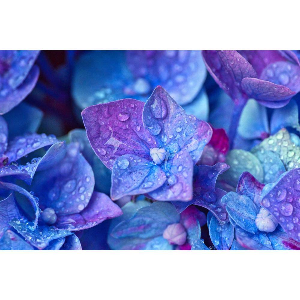 Online Orchards 1 Gal. Let's Dance Rhythmic Blue Hydrangea Shrub Reblooming Skyblue Flowers SBHD001