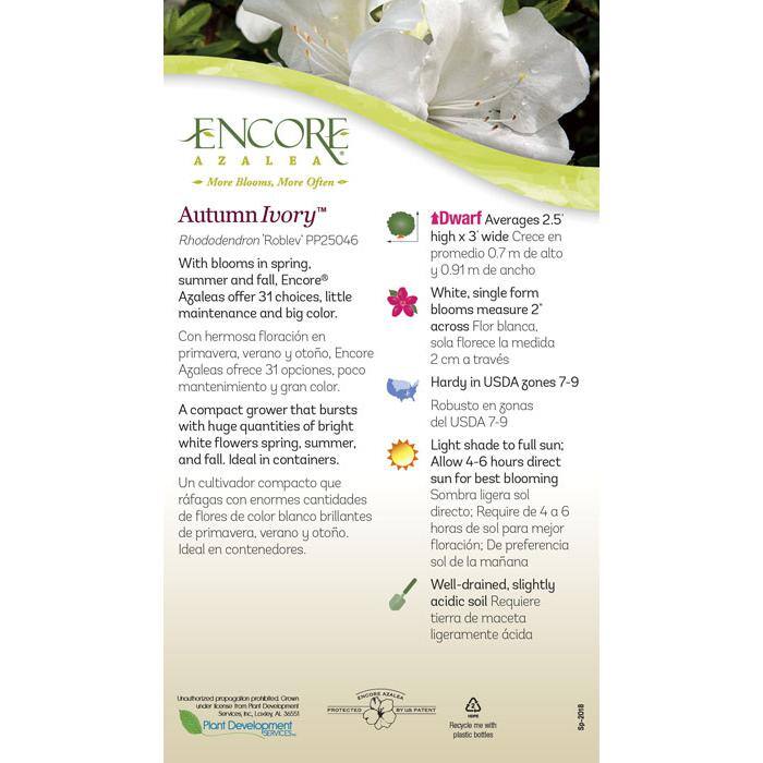 ENCORE AZALEA 3 Gal. Autumn Ivory Reblooming Dwarf Azalea Shrub with White Flowers 80433