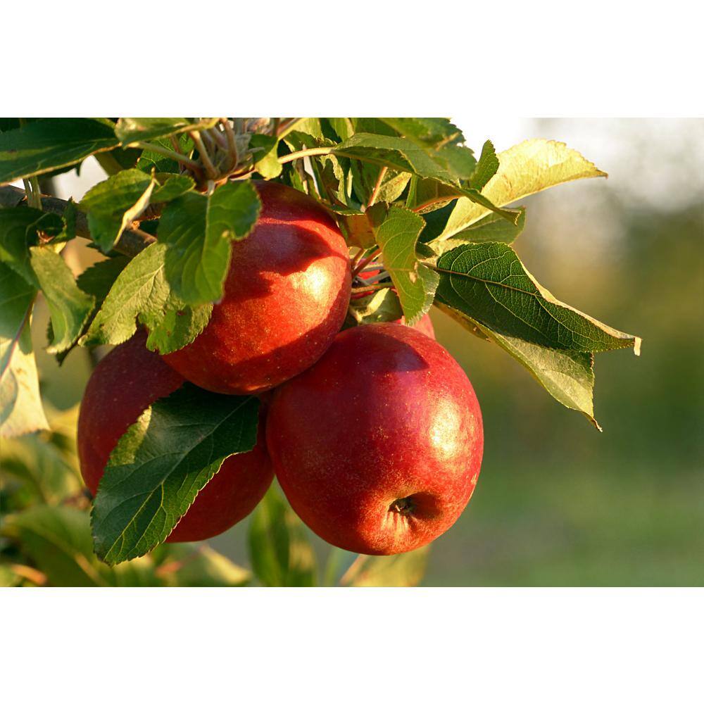 Online Orchards 3 ft. Red McIntosh Apple Tree with Scarlet Splashed Tart Fruit Great for Eating and Baking FTAP209