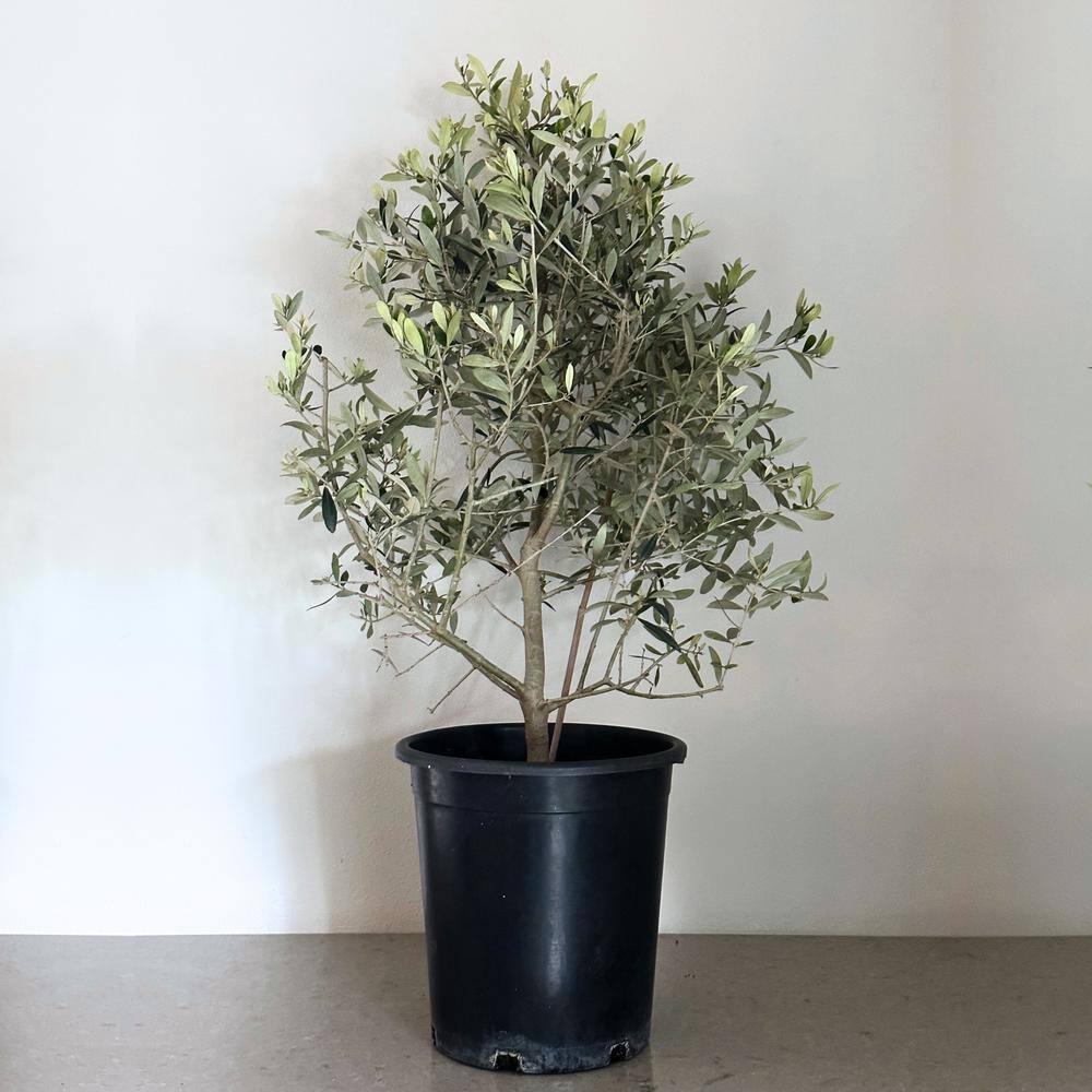 Alder  Oak 5 Gal. Fruiltess Olive Evergreen Ornamental Tree OLSW05