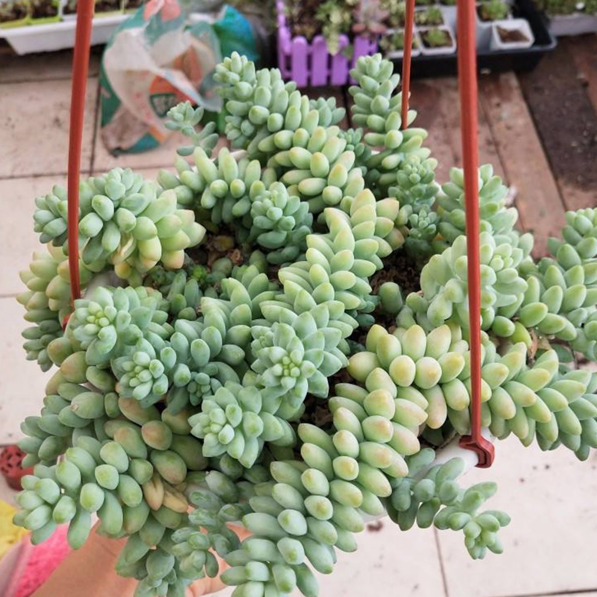 Long Branch 4 inch Burro's Tail Succulents Plants Sedum Morganianum Donkey's Tail Fully Rooted