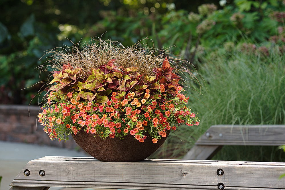 4.25 in. Eco+Grande， Superbells Tropical Sunrise (Calibrachoa) Live Plant， Pink， Yellow， and Red-Streaked Flowers 4-Pack