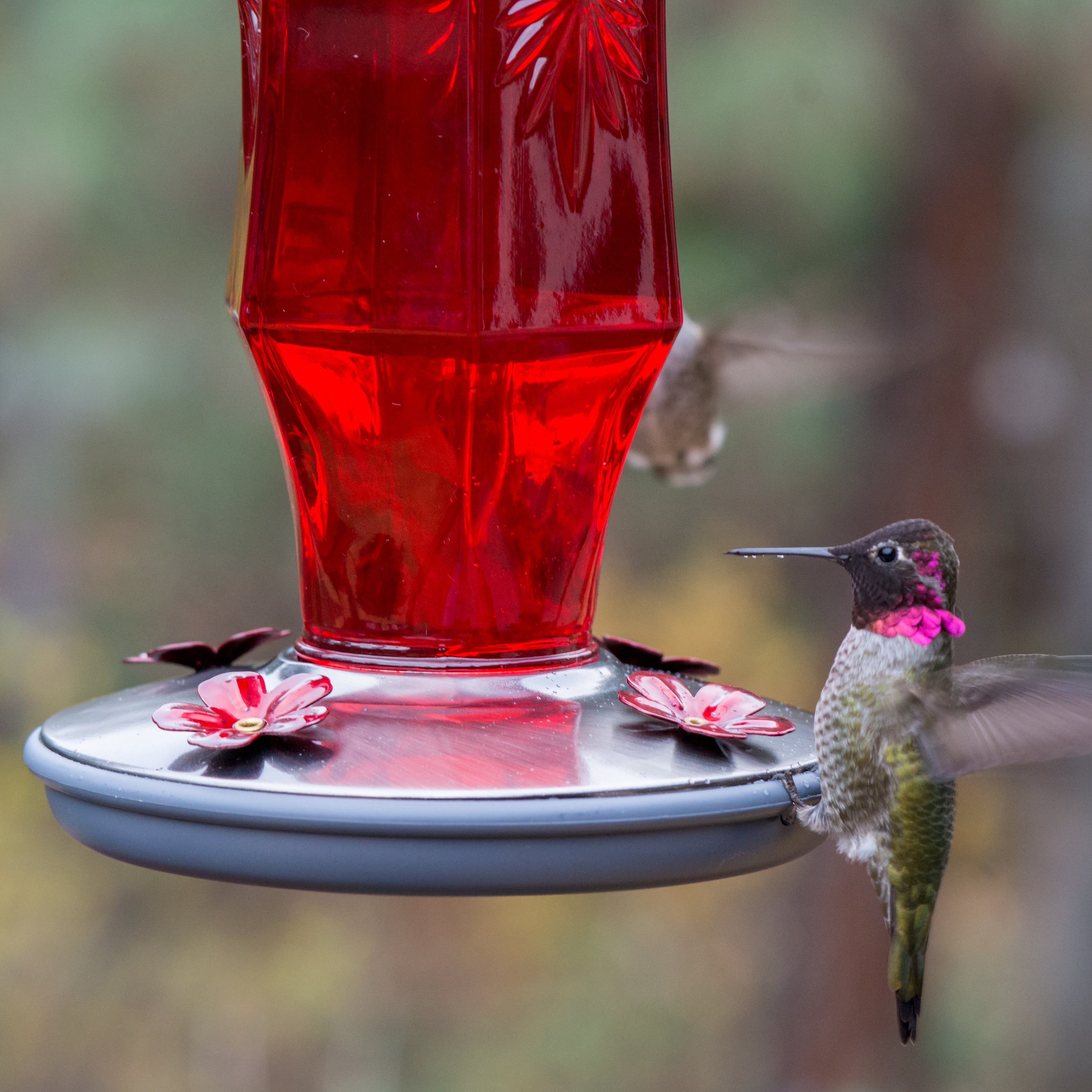 Perky-Pet 16 oz Ruby Starburst Vintage Hummingbird Feeder