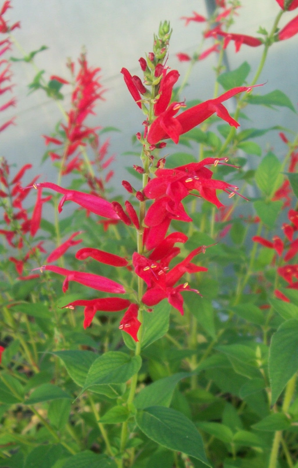 Salvia Elegans