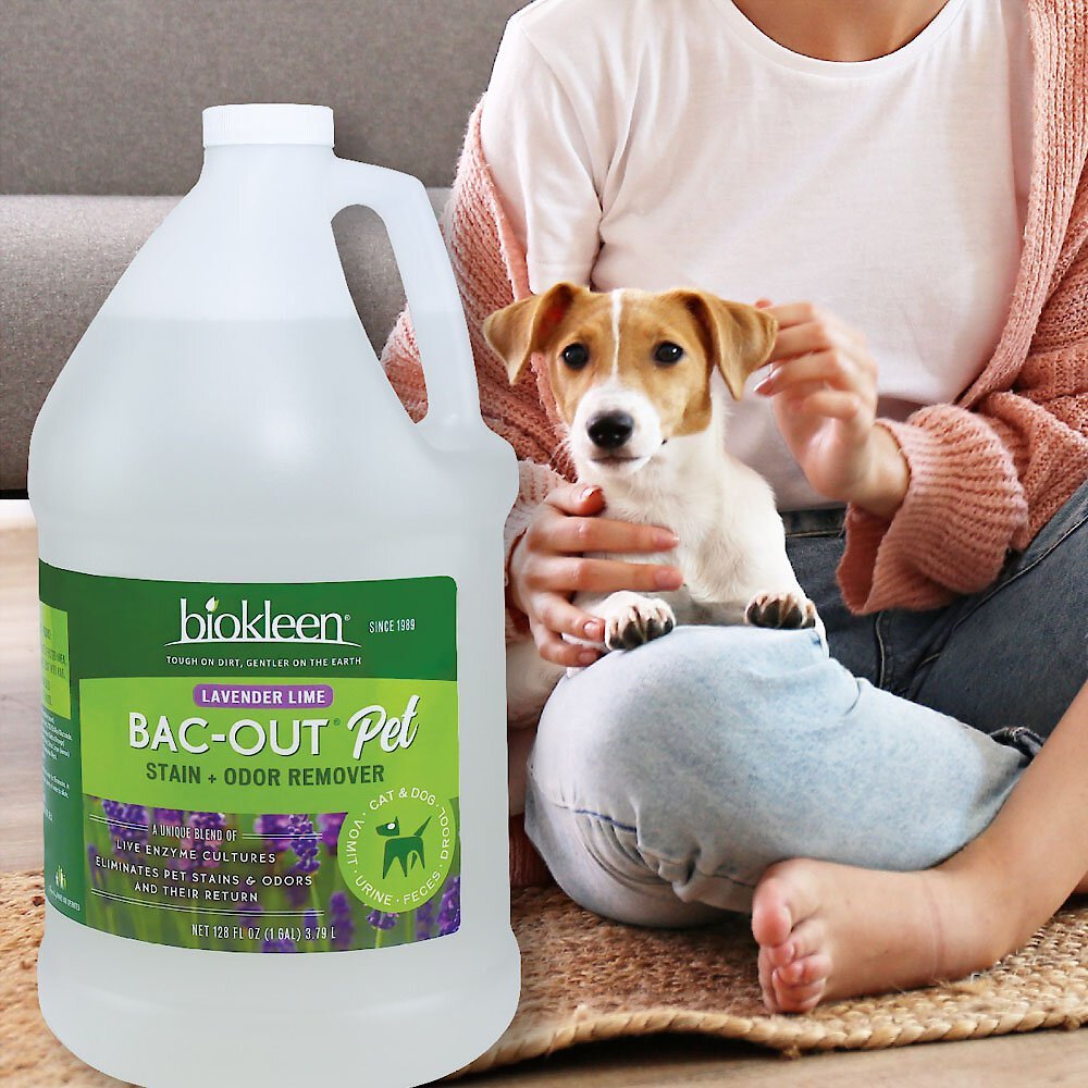 Biokleen Bac-Out Pet Stain and Odor Remover， 1-gal