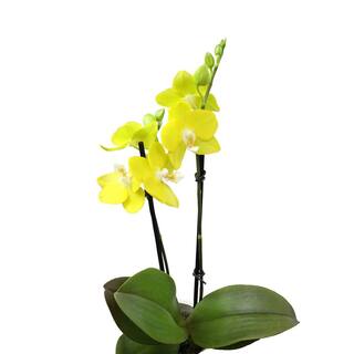 ALTMAN PLANTS 3.5 in. Yellow Orchid (Phalaenopsis) Live House Plant in White Ceramic Pot 0873009