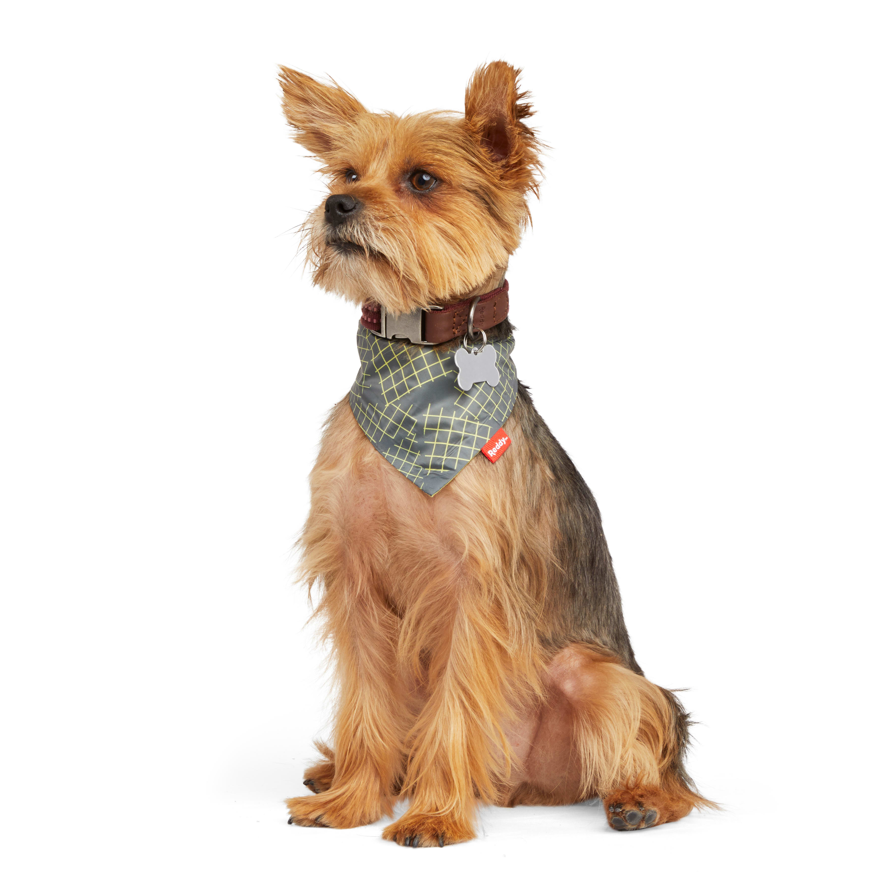 Reddy Green Reversible Dog Bandana， X-Small/Small