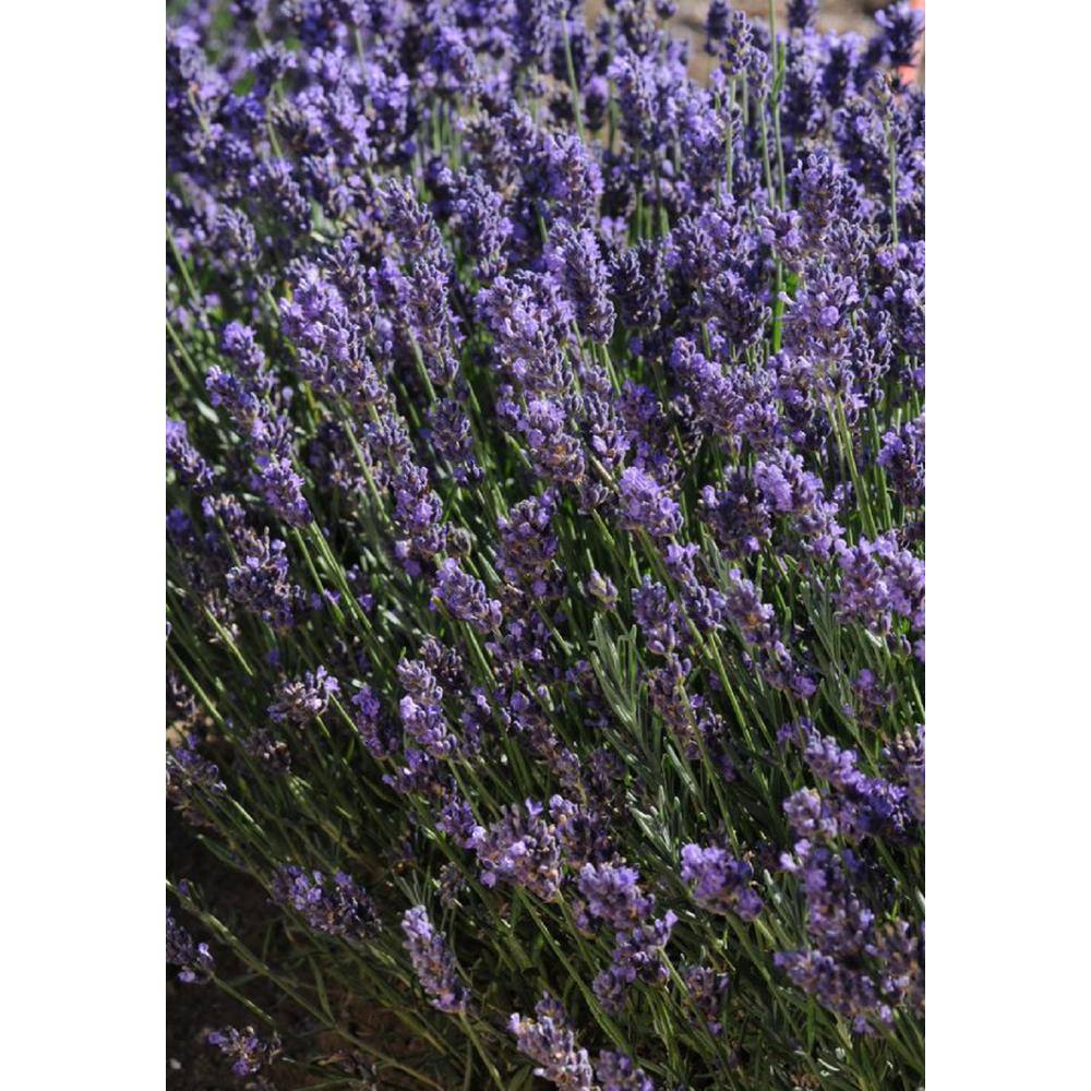 8 in. Lavender Tree Mojave Plant 19717