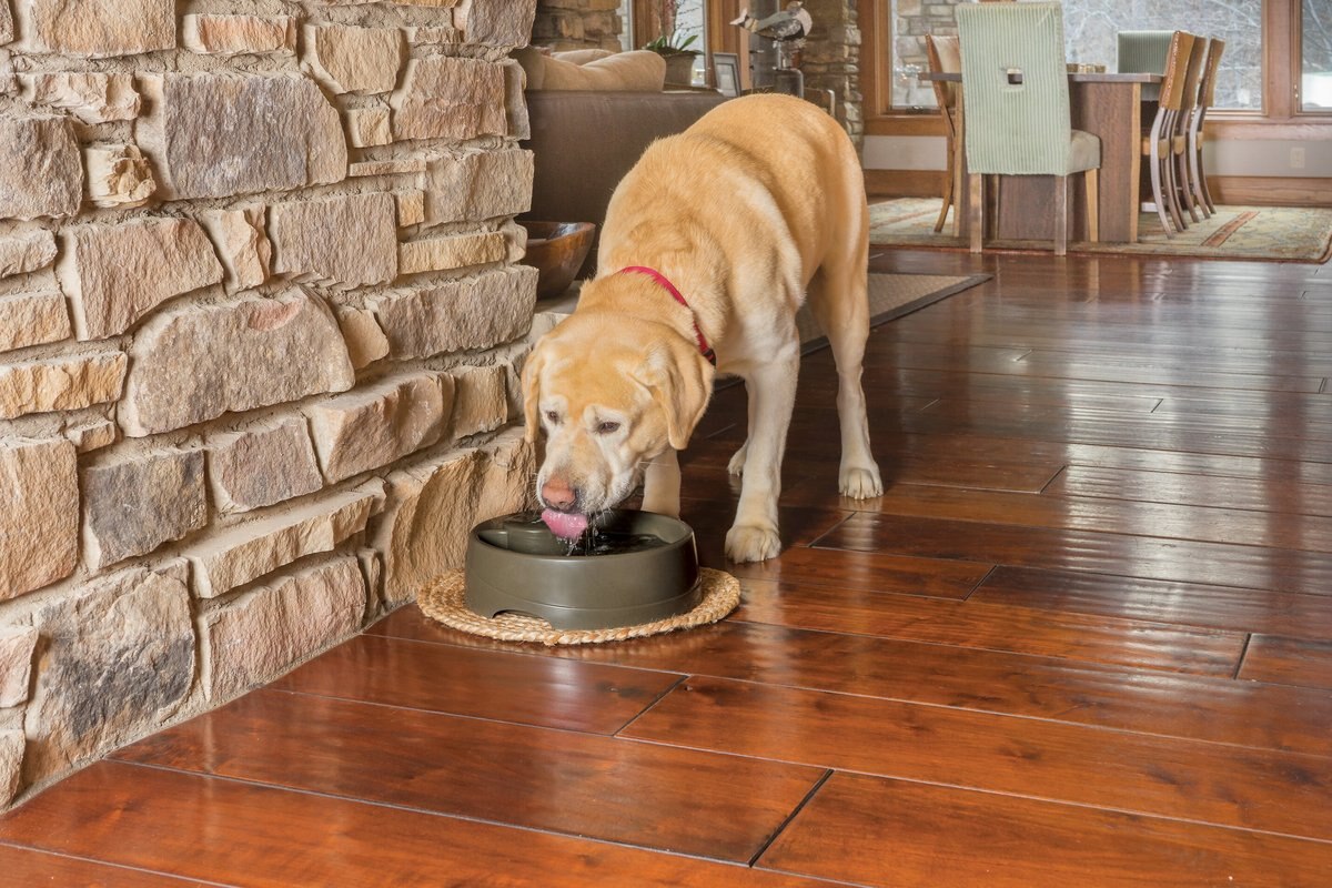 PetSafe Current Circulating Pet Fountain