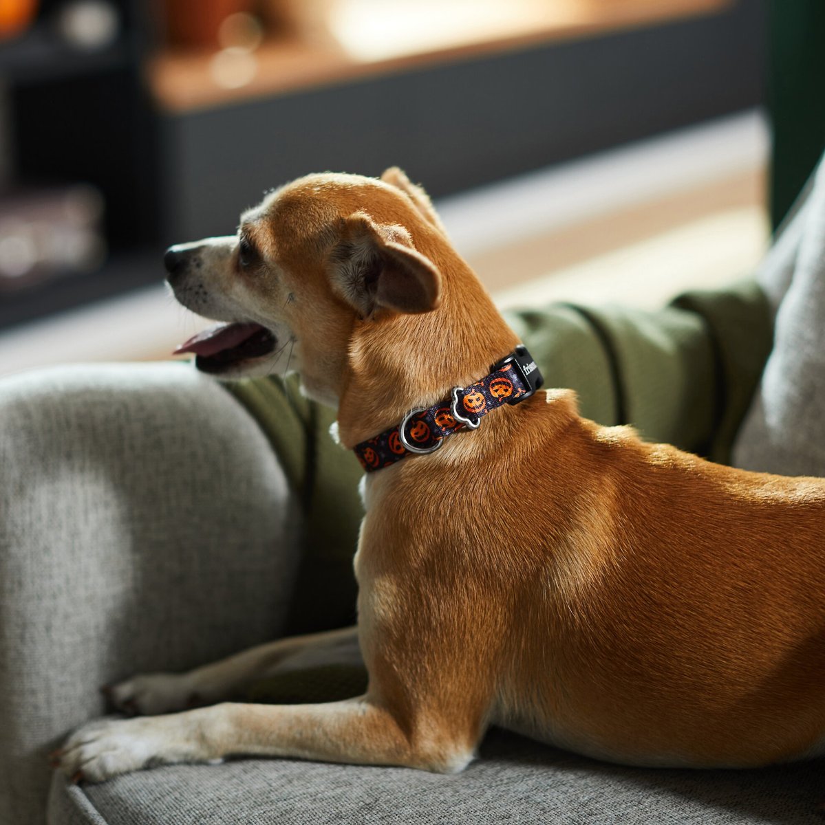 Frisco Spooky Pumpkin Dog Collar