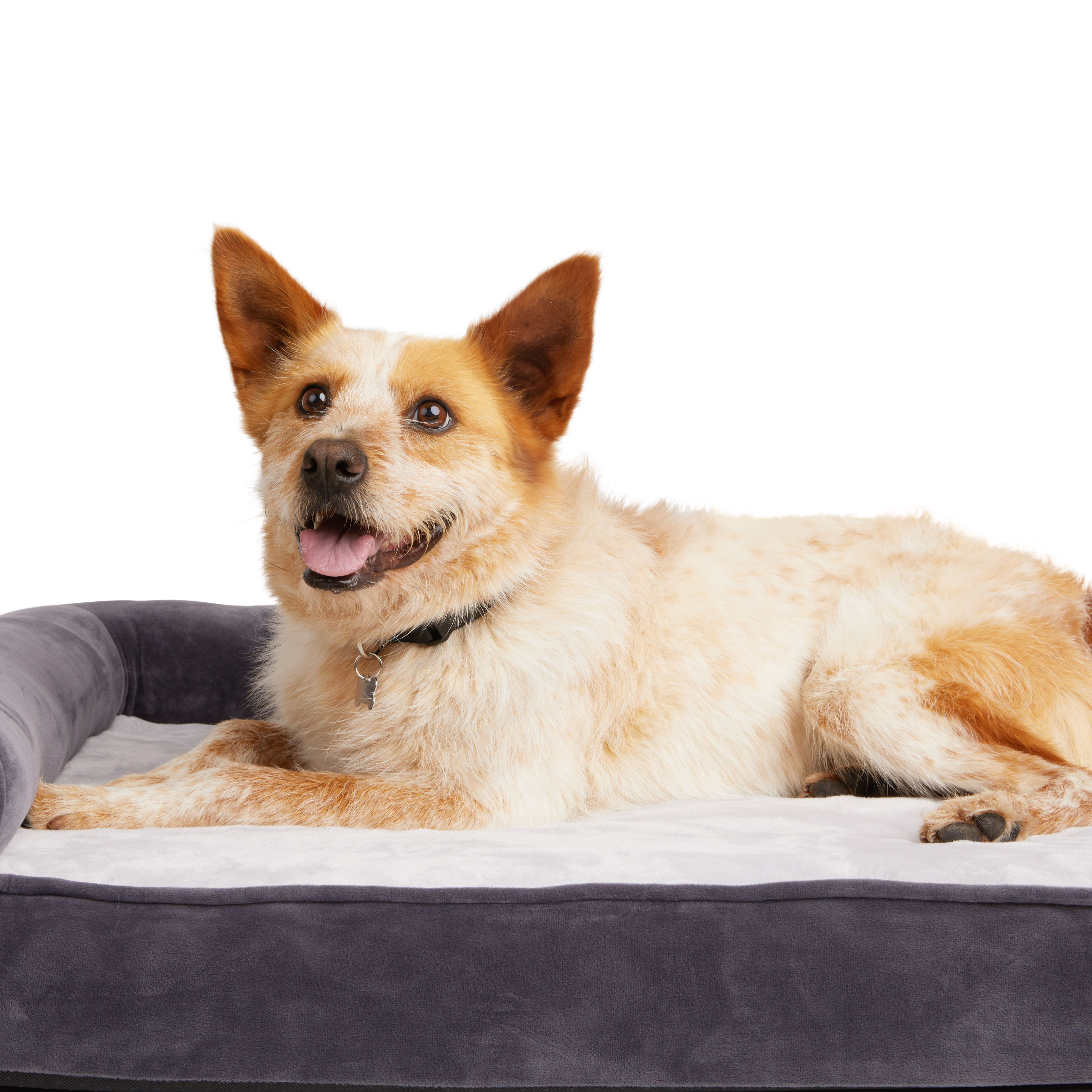 EveryYay Essentials Orthopedic Chaise Dog Bed， 20