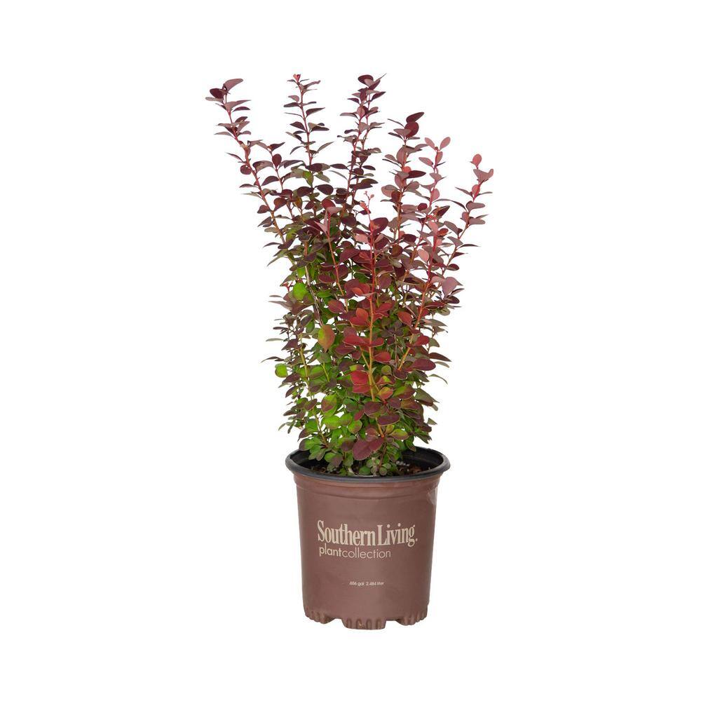 SOUTHERN LIVING 2.5 Qt. Orange Rocket Barberry Live Deciduous Plant Coral to Ruby Red Foliage 0433Q