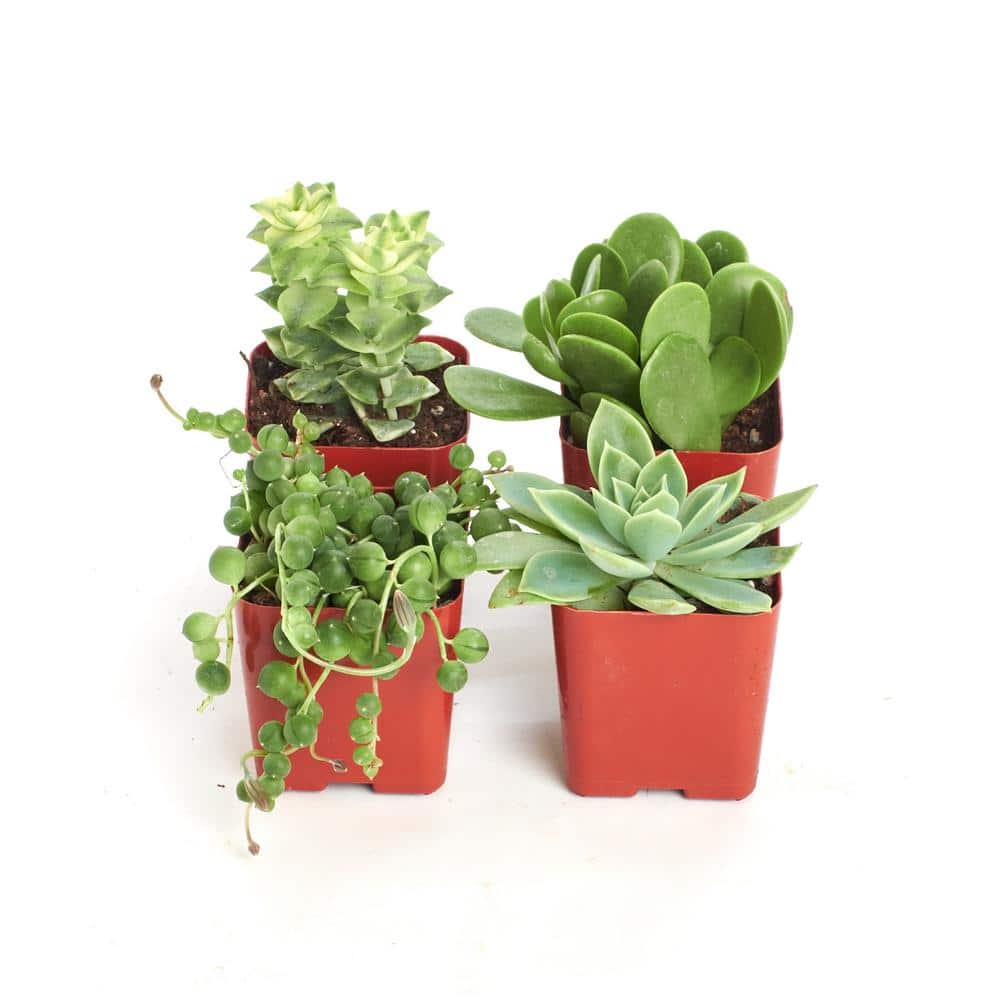 Shop Succulents 2 in. Green Succulent (Collection of 4) G4