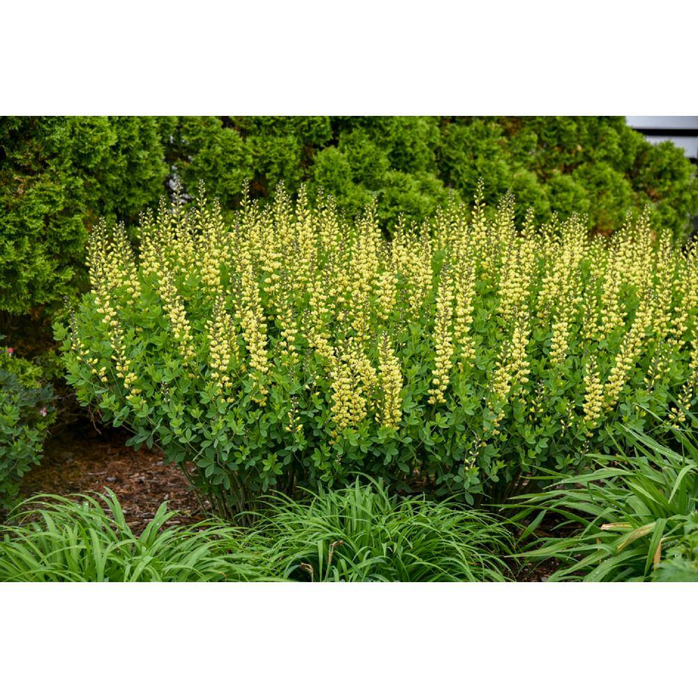 PROVEN WINNERS 3 Gal. Lemon Meringue Baptisia Live Perennial Plant (1-Pack) BAPTI3LEM1PK