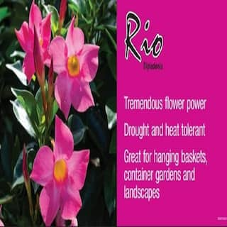 Rio 1.5 Pint Dipladenia Flowering Annual Shrub with Red Blooms 1004098395