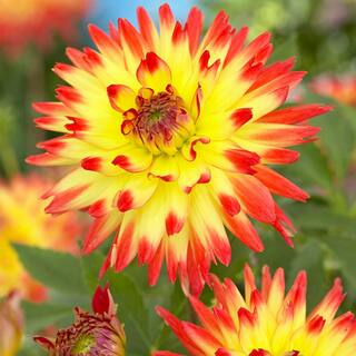 VAN ZYVERDEN Dahlias Aloha Bulbs (Set of 5) 11215