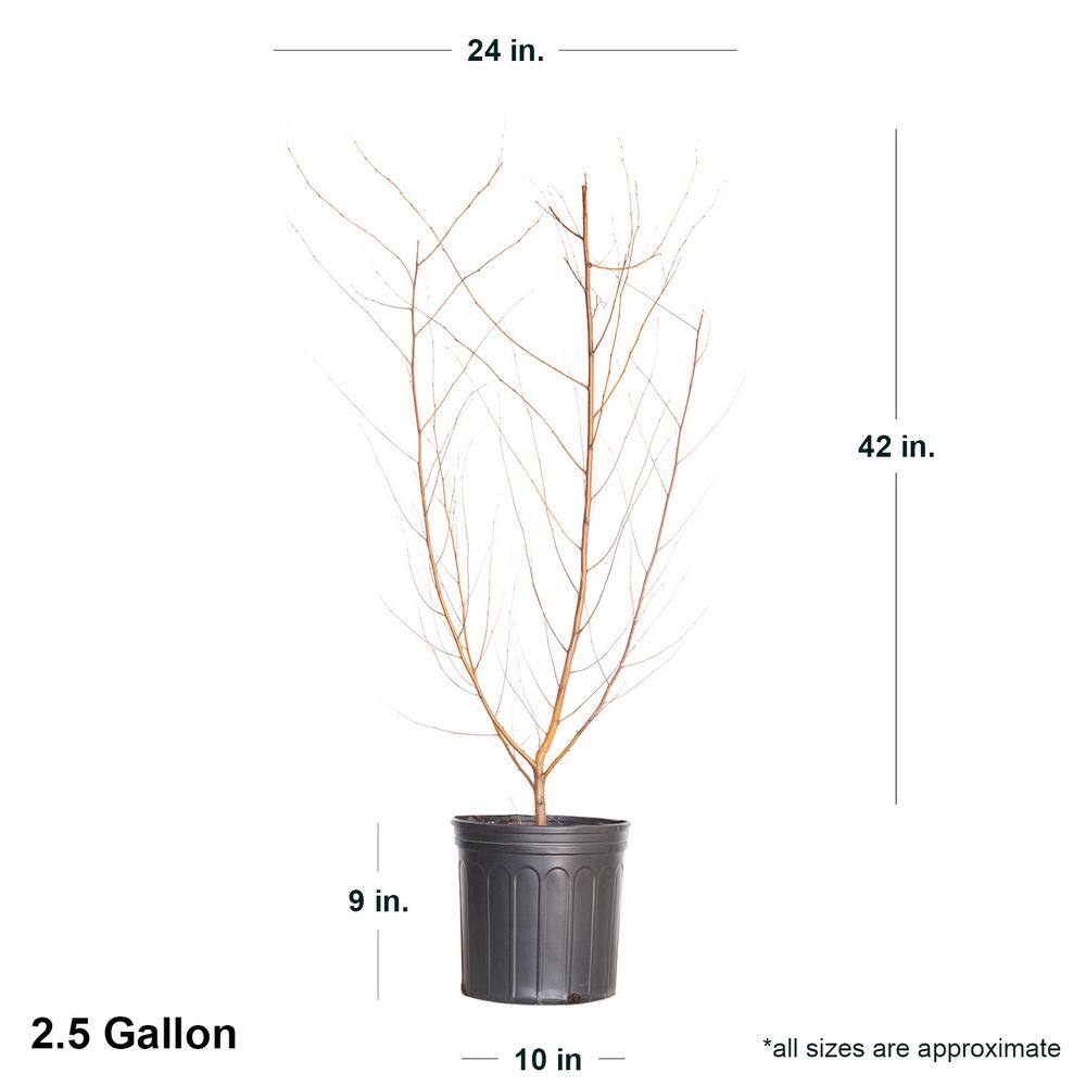 FLOWERWOOD 2.5 Gal. - River Birch Deciduous Tree 04503FL