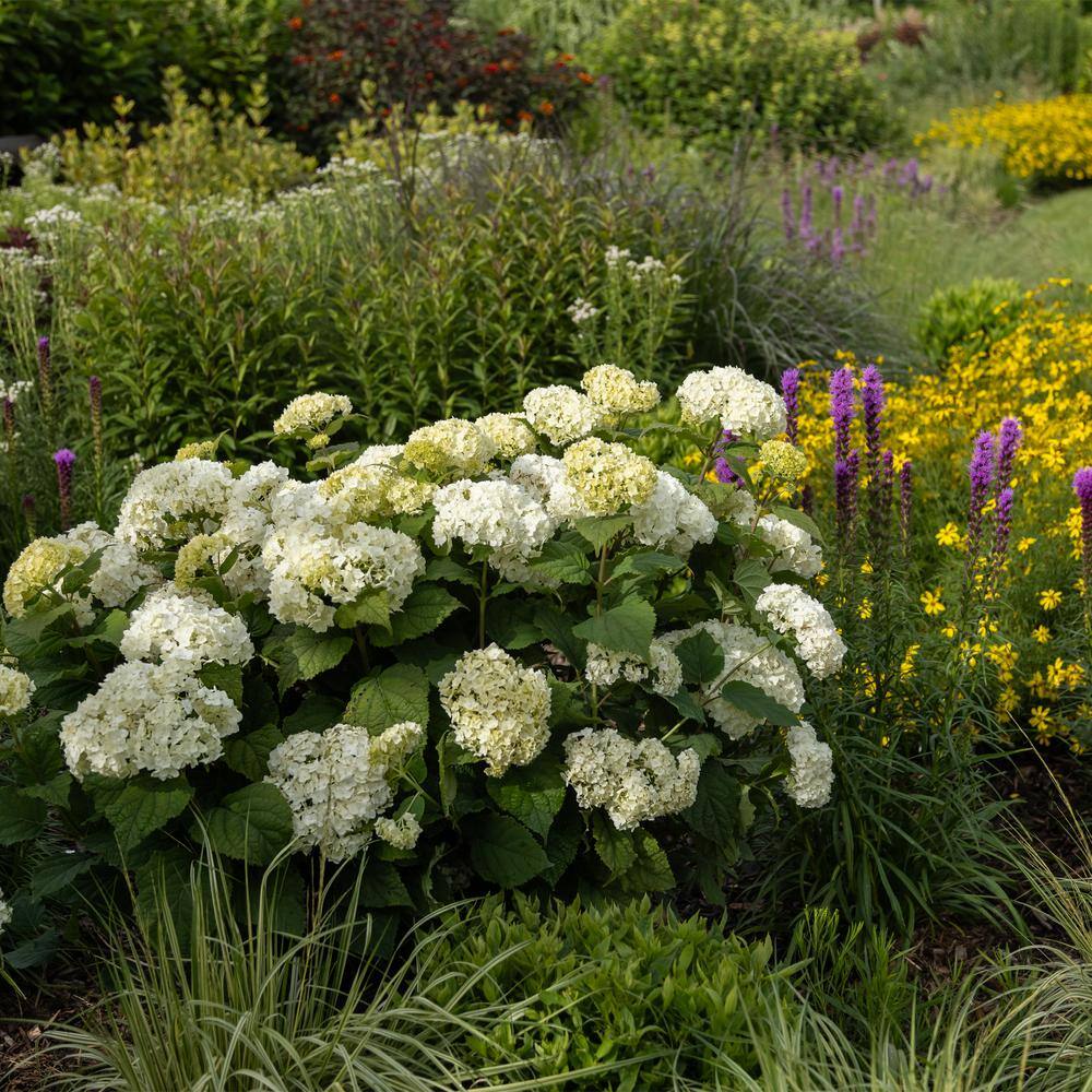 FIRST EDITIONS 2 Gal. FlowerFull Hydrangea Shrub with White Blooms 17122