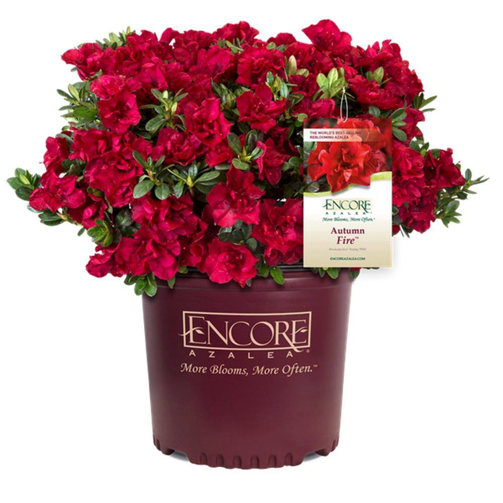 ENCORE AZALEA 3 Gal. Autumn Fire Shrub with True Red Reblooming Flowers 80543