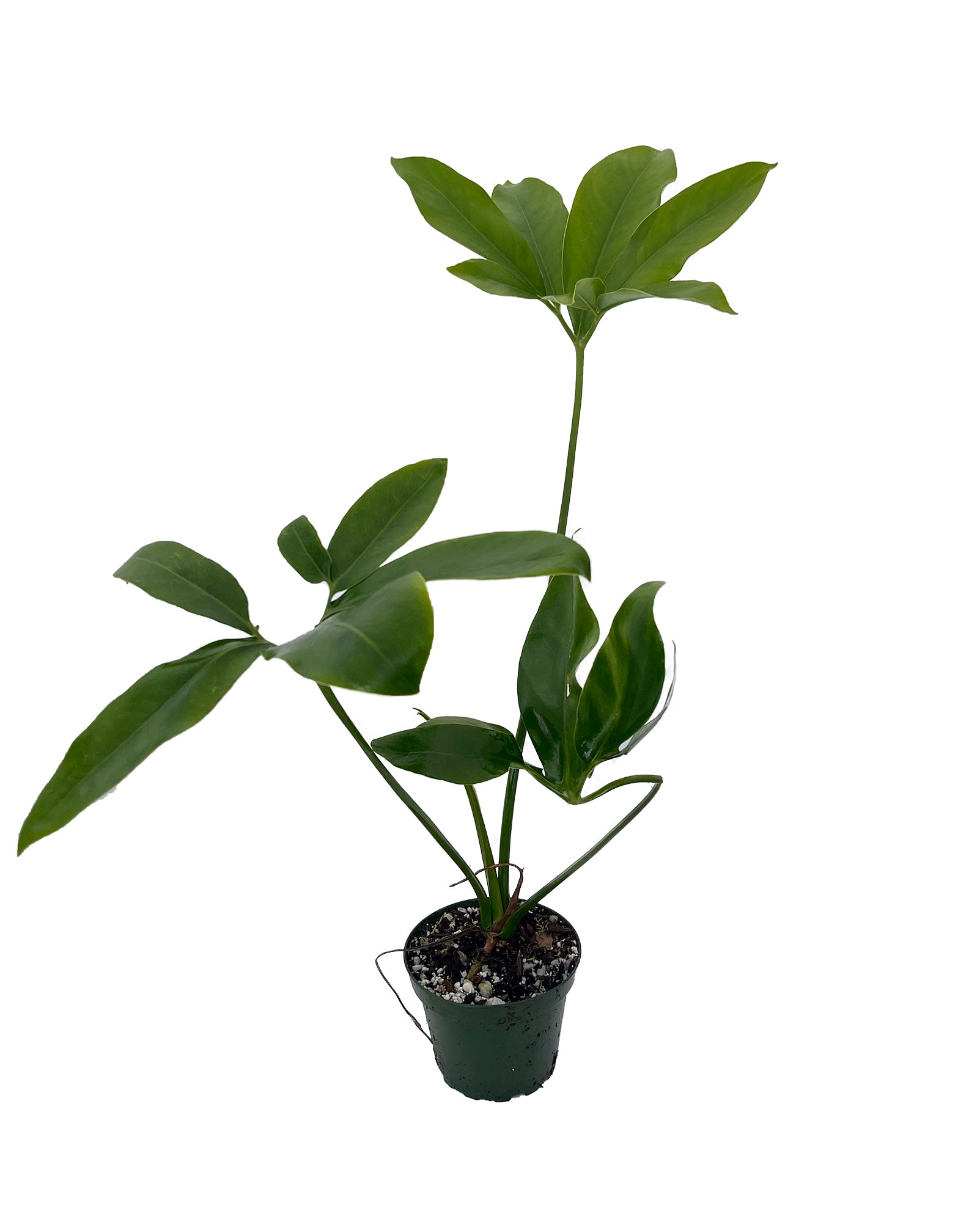 Goeldii Philodendron - 4