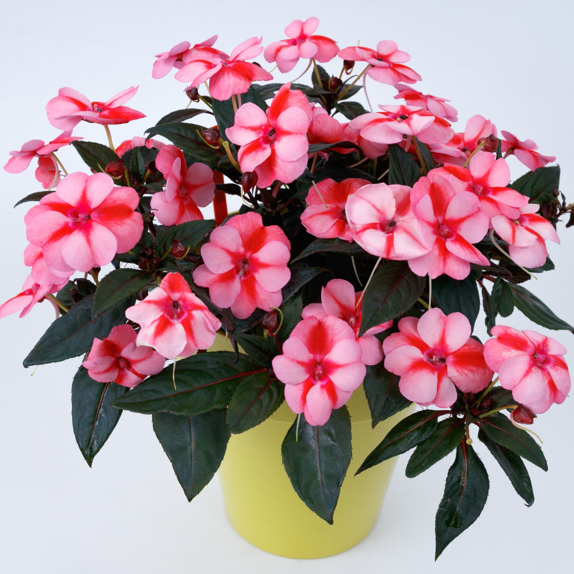 Impatiens， Next Generation SunPatiens® Vigorous Peach Candy - 3 piece