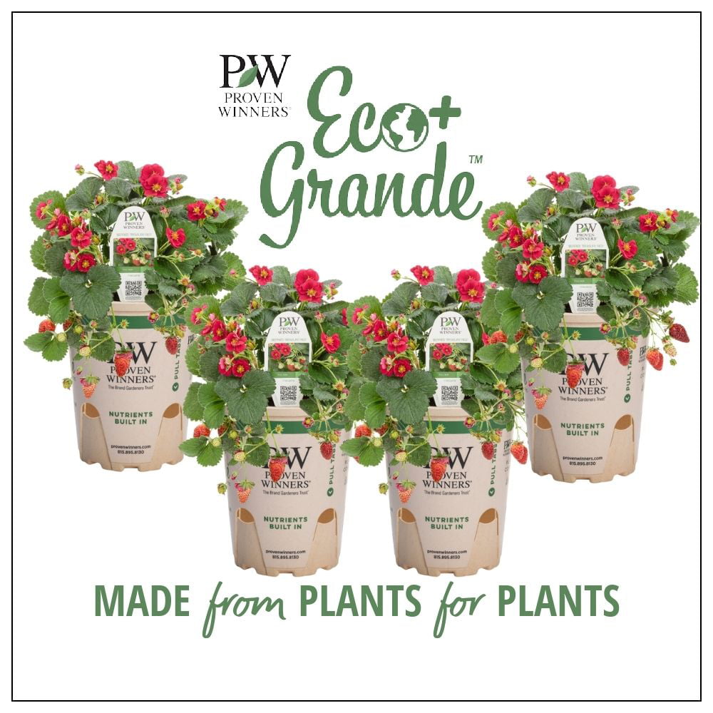 4-Pack， 4.25 in. Eco+Grande， Berried Treasure Red Strawberry (Fragaria) Live Plant， Red Flowers and Red Strawberries