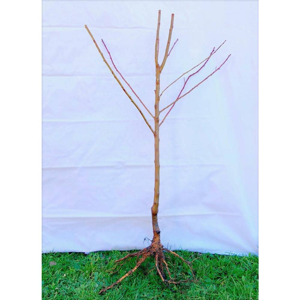 Online Orchards 3 ft. Lapins Cherry Semi Dwarf Tree with Abundant Self Pollinating Fruit FTCH008