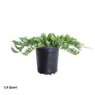 FLOWERWOOD 2.5 Qt. Blue Rug Juniper - Evergreen Groundcover Plant 3465Q