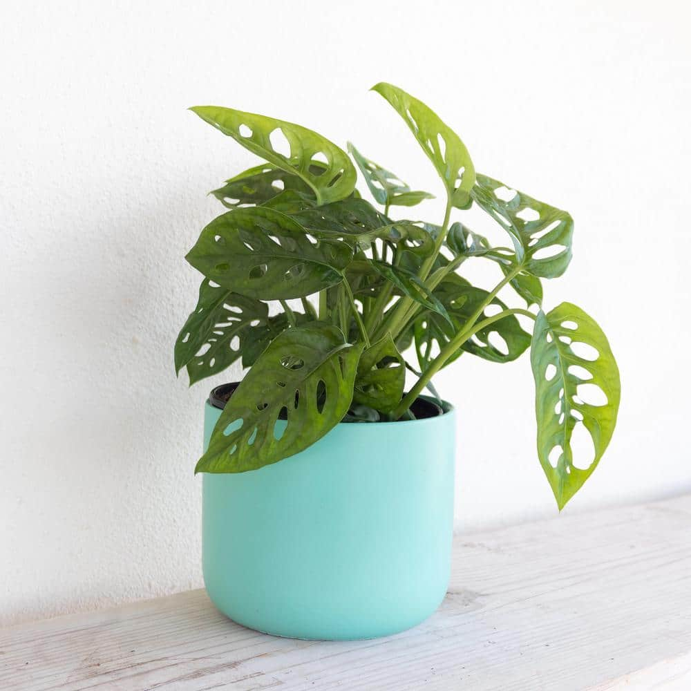 United Nursery Monstera adansonii Swiss Cheese Vine Live Plant in 6 inch Grower Pot 00359