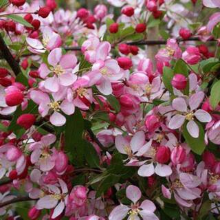7 Gal. Floribunda Crabapple Flowering Deciduous Tree with Pink Flowers CRAFLO07G