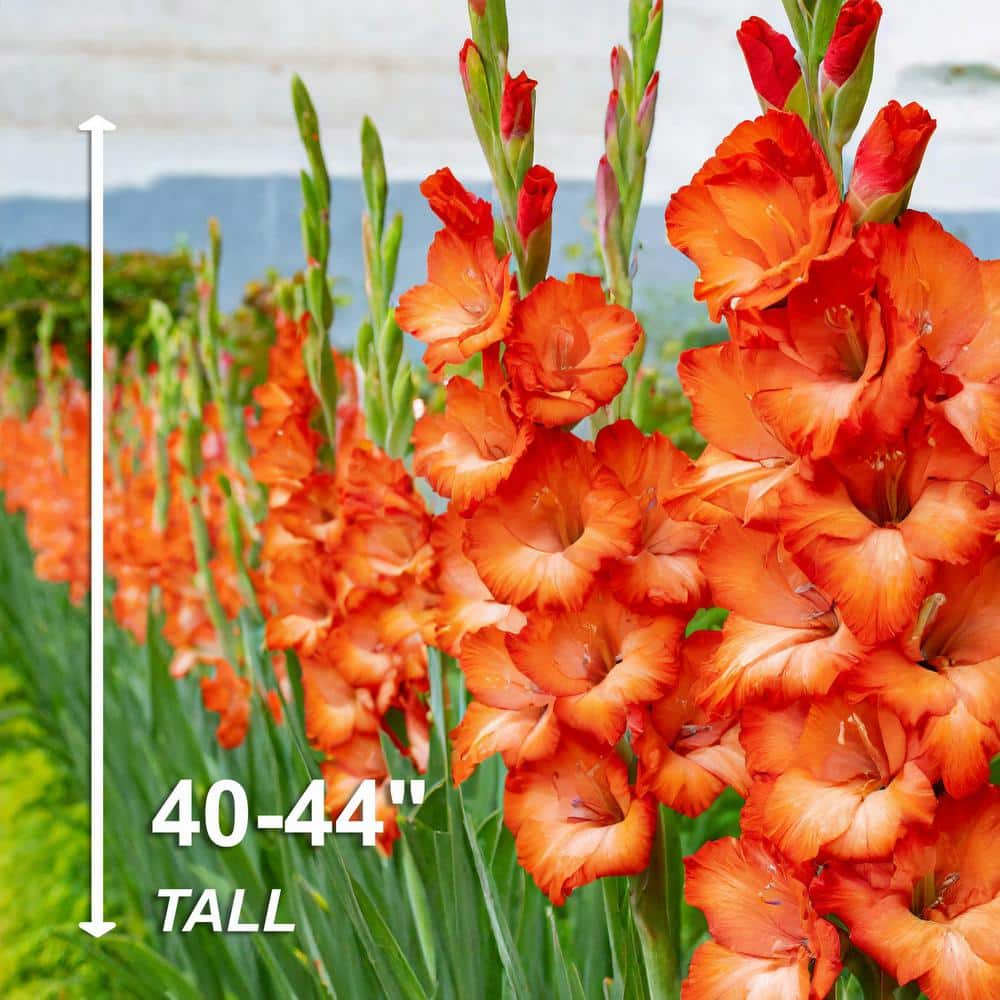 Garden State Bulb 12 cm14 cm Orange Stormy Gladiolus Flower Bulbs (Bag of 90) ECS-176-90-03