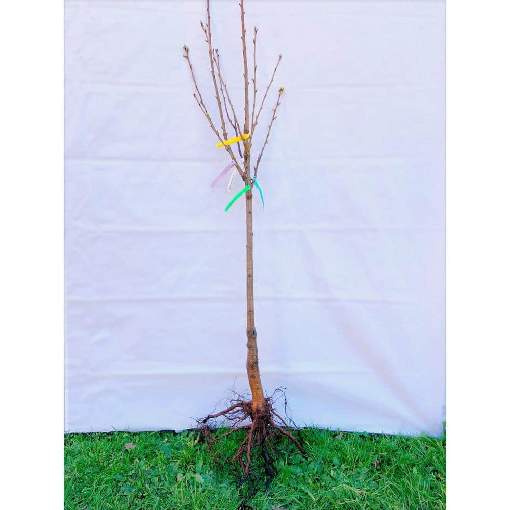 Online Orchards 4-in-1 Cherry Jubilee Tree Bare Root CBCH004