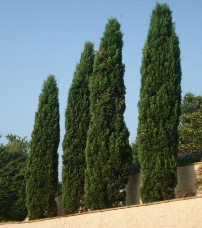 Italian Cypress Evergreen Trees - Cannot Ship to AZ