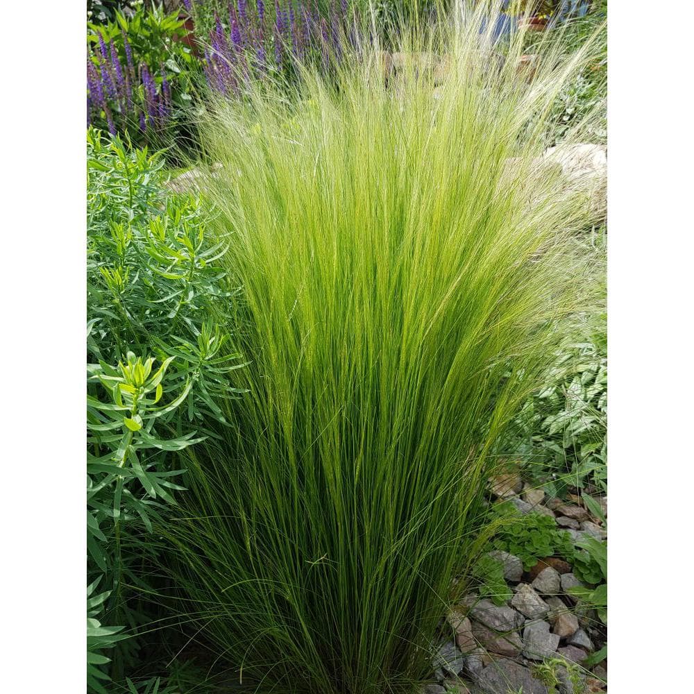 Perennial Grass Stipa Pony Tails 2.5 qt. 1466