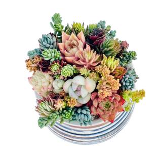 Cesicia 3 in. H Gray Combination of Over 10 Succulents No Flowers Succulents001