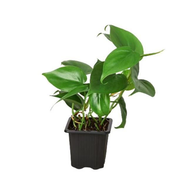 House Plant Dropship 3-PHILODENDRON-CORDATUM 3 in. Philodendron Cordatum Heartleaf Pot