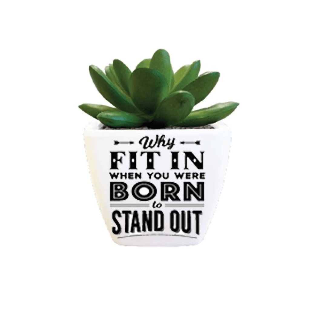 H & H Gifts  Succulent - Why Fit In