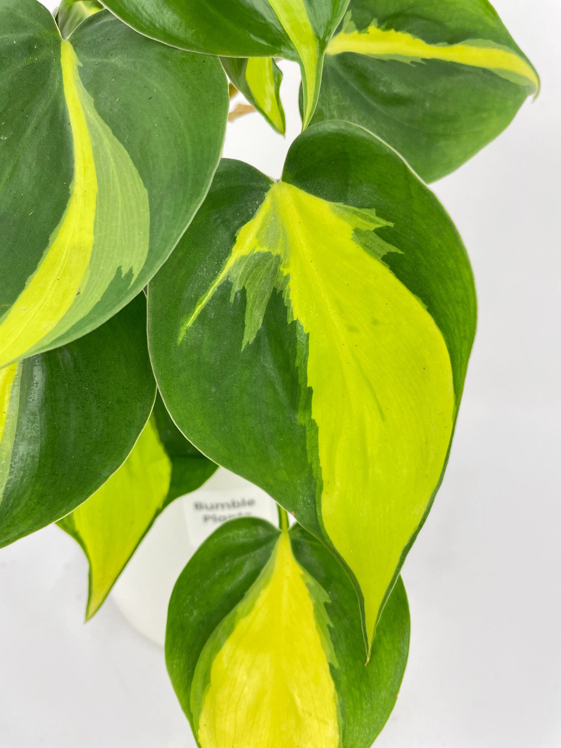 Philodendron Hederaceum Brasil