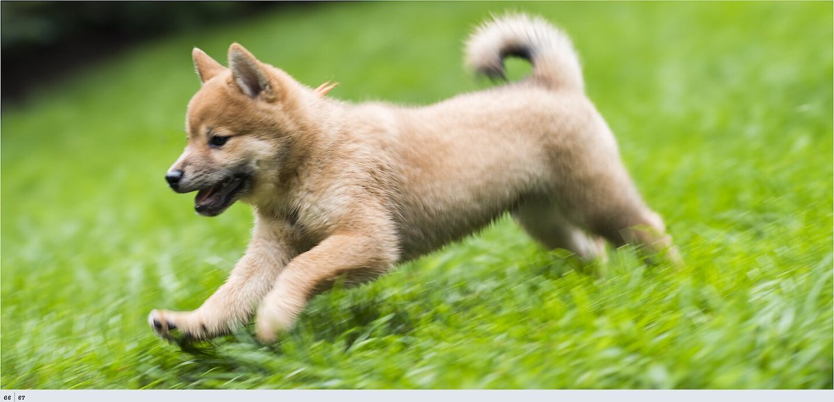 The Dogist Puppies