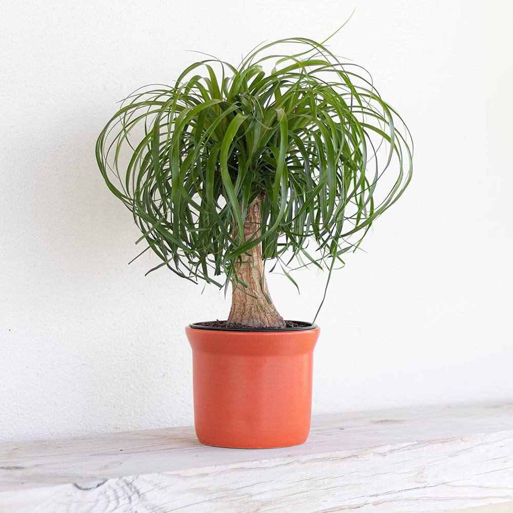 United Nursery Ponytail Palm Beaucarnea recurvata Live Easy Care Plant in 6 inch White Decor Pot 74424