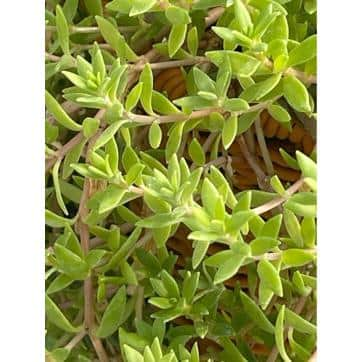 Tenleaf Sedum Sarmentosum with Yellow Flowers FCBF13-673