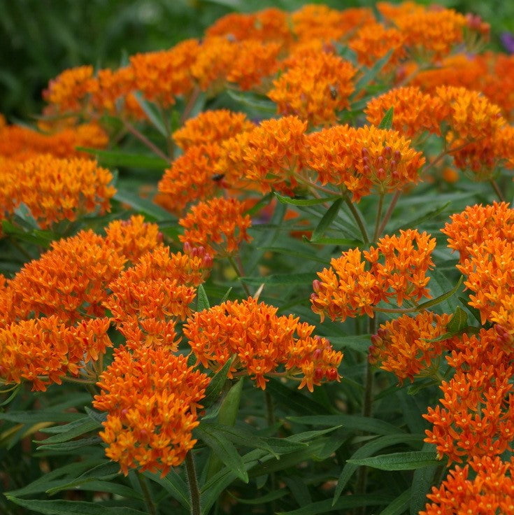 Butterfly Milkweed Roots - Asclepias tuberosa - 4 Bulbs， Orange， Attracts Pollinators， Attracts Hummingbirds， Deer Resistant