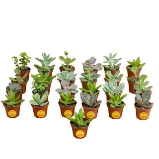 Costa Farms Mini Unique Indoor Succulent Plants in 2 in. Round Grower Pot Avg. Shipping Height 2 in. Tall (25-Pack) CO.SUCMINI.GP25