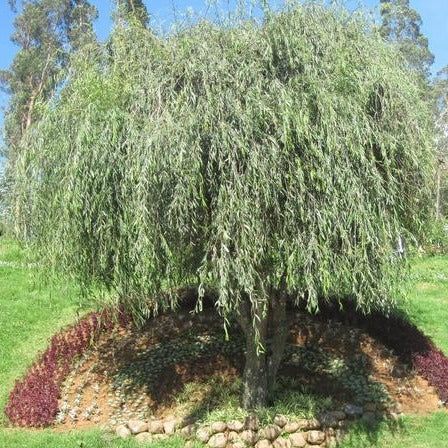 Weeping Willow Tree